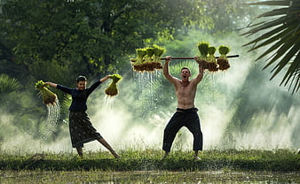 Asian Farmers Threshing Rice in Misty Field