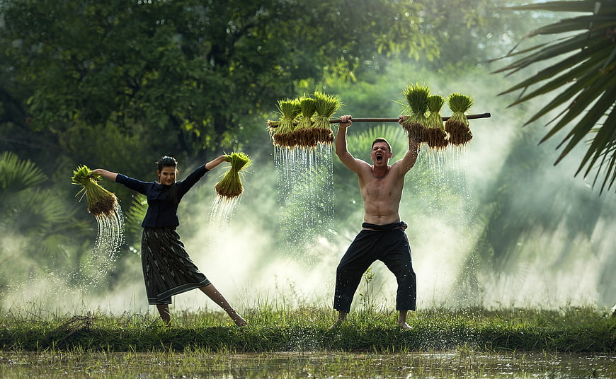Asian Farmers Threshing Rice in Misty Field