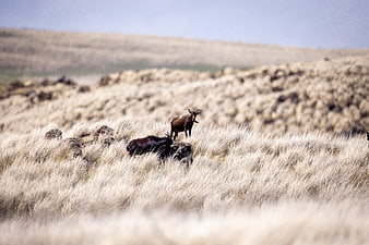 Wild goats grazing in dry grassy mountain pasture