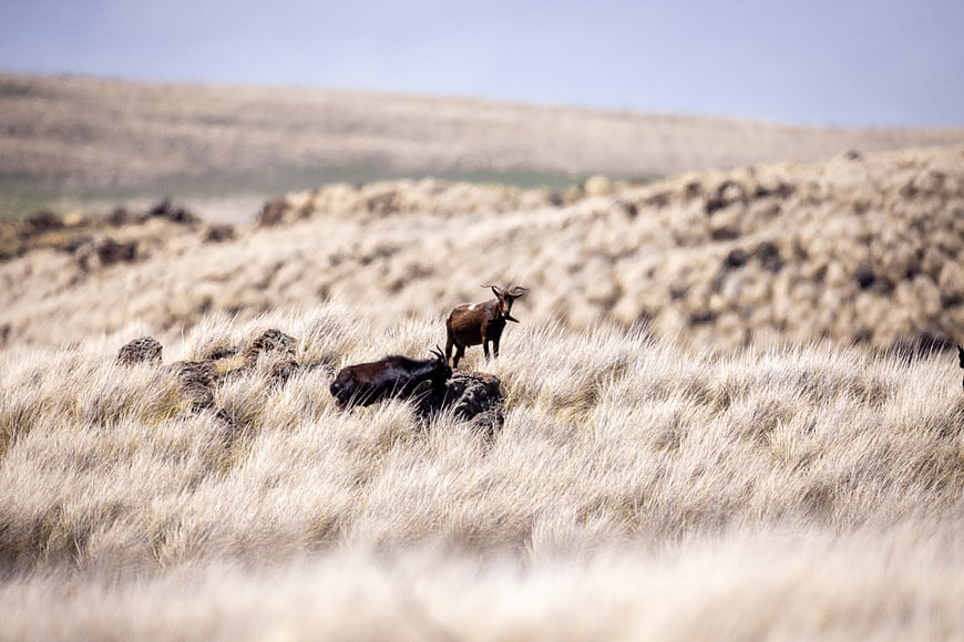 Wild goats grazing in dry grassy mountain pasture