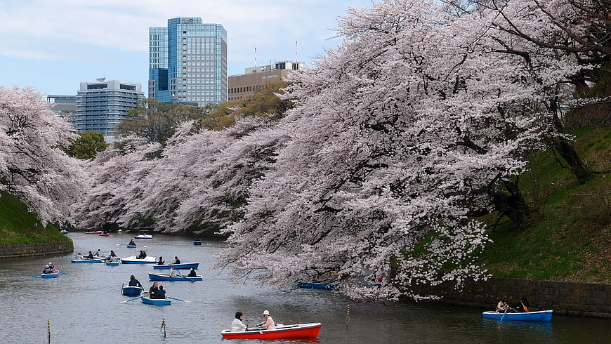 Cherry Blossoms and Boating on a River in Tokyo Park