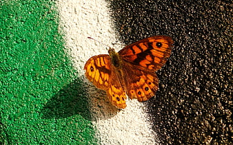Orange butterfly resting on green, white, and black painted wall