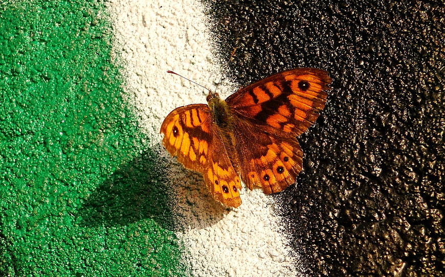 Orange butterfly resting on green, white, and black painted wall