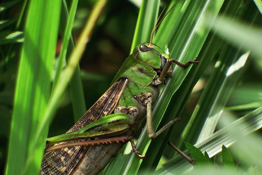 Close-up of a green locust on a blade of grass
