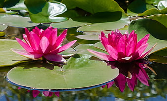 Vibrant Pink Water Lilies Floating on Green Lily Pads