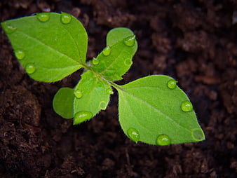 Fresh green seedling with water droplets on soil