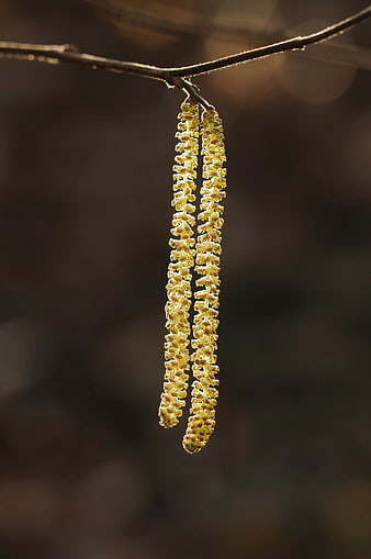Close-up of yellow willow catkins hanging from a branch