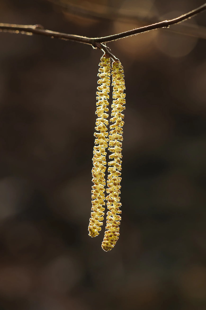 Close-up of yellow willow catkins hanging from a branch