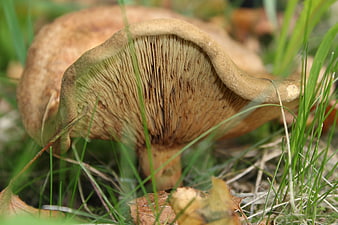 Close-up of wild mushroom gills in grass