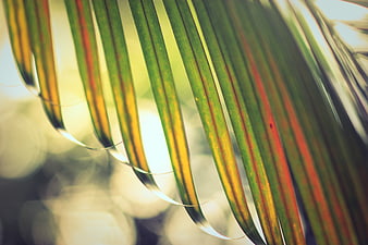 Close-up of green palm fronds with bokeh background