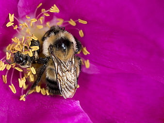 Close-up of a bumblebee on a vibrant pink flower