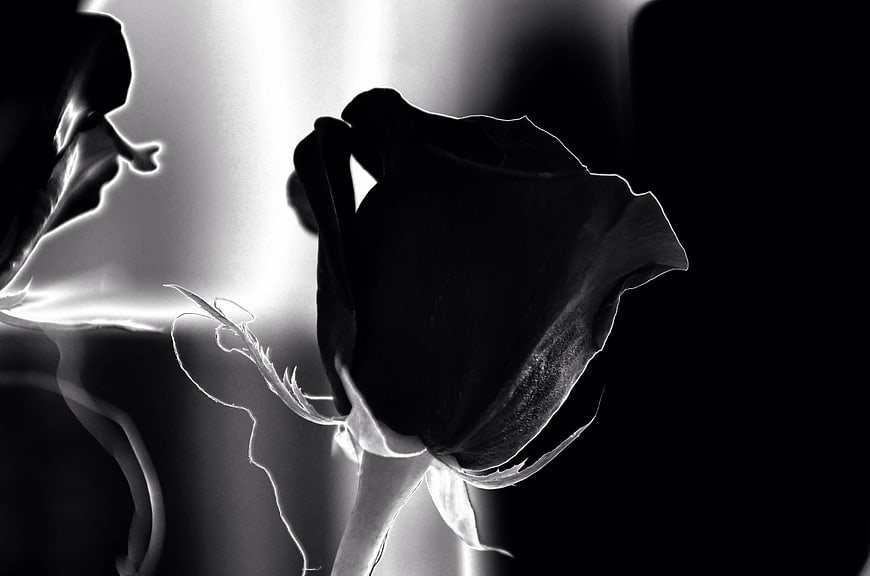 Dramatic Black and White Rose Bud Silhouette