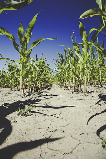 Low angle view of cornfield rows on cracked dry soil