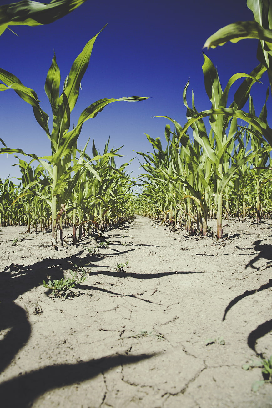 Low angle view of cornfield rows on cracked dry soil