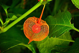 Close-up of a red Chinese lantern plant with intricate orange husk