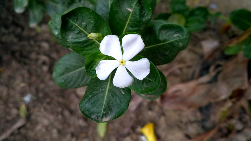 Close-up of a white periwinkle flower with green leaves
