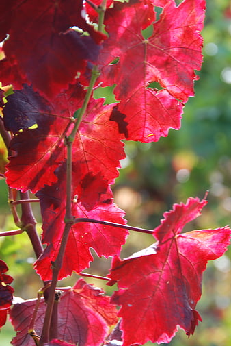 Vibrant Red Grape Leaves in Autumn Sunlight