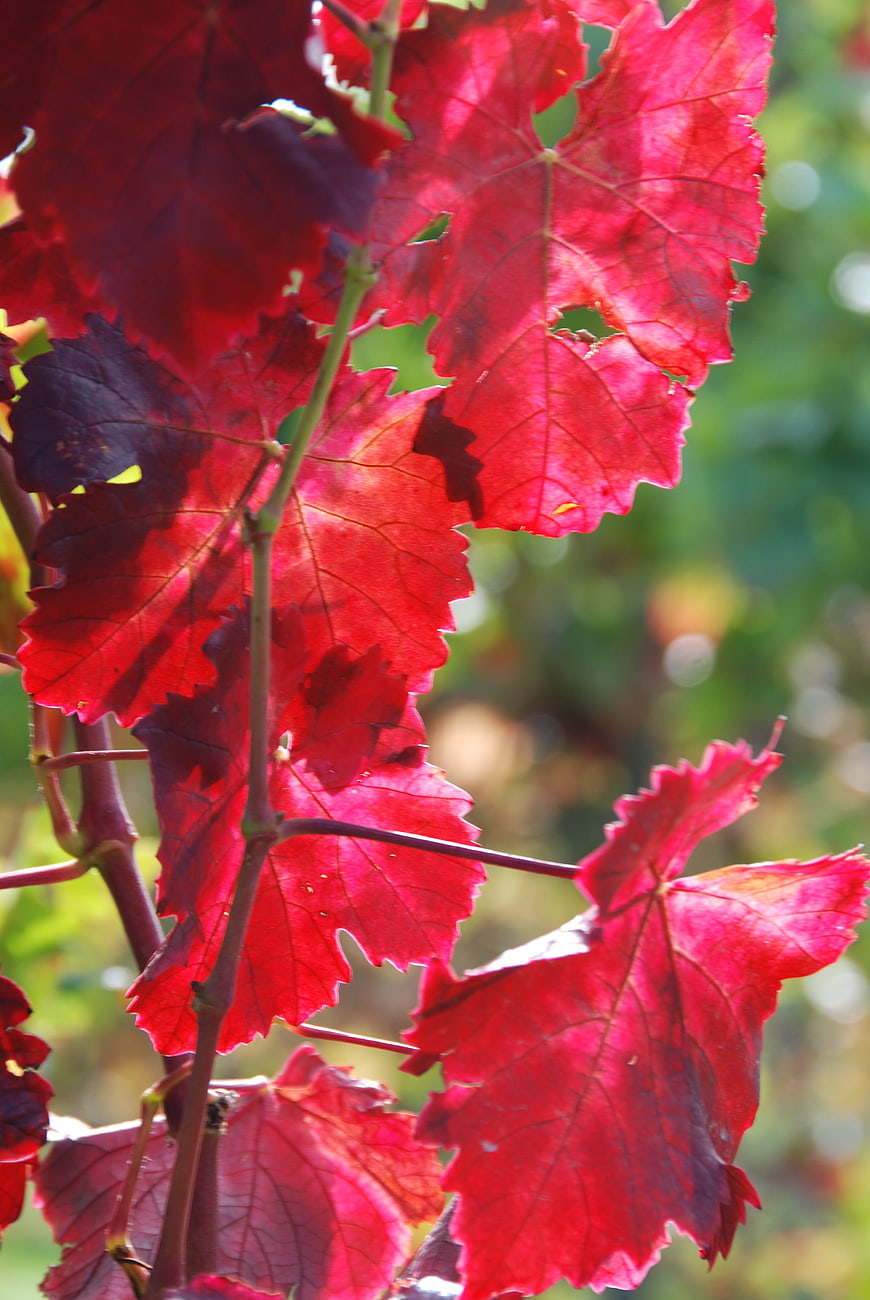 Vibrant Red Grape Leaves in Autumn Sunlight