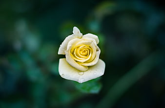 Close-up of a white rose with water droplets on dark background