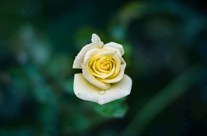 Close-up of a white rose with water droplets on dark background
