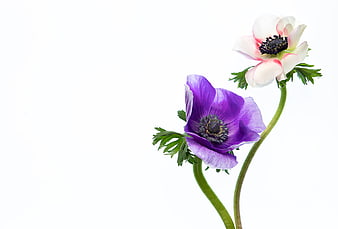Purple and White Anemone Flowers Isolated on White Background
