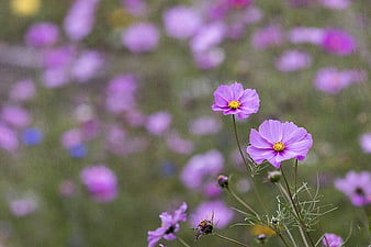 Pink Cosmos Flowers in a Blurred Garden Field