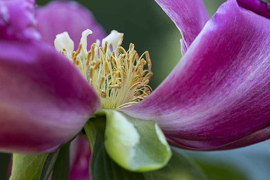 Close-up of a vibrant pink peony flower with yellow stamens