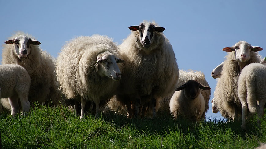 Herd of sheep and lambs on green grassy hill