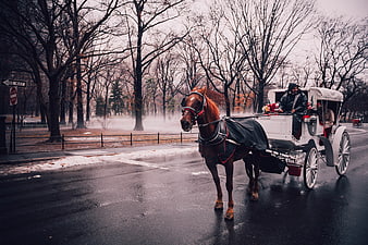 Horse-drawn carriage ride in a misty winter park
