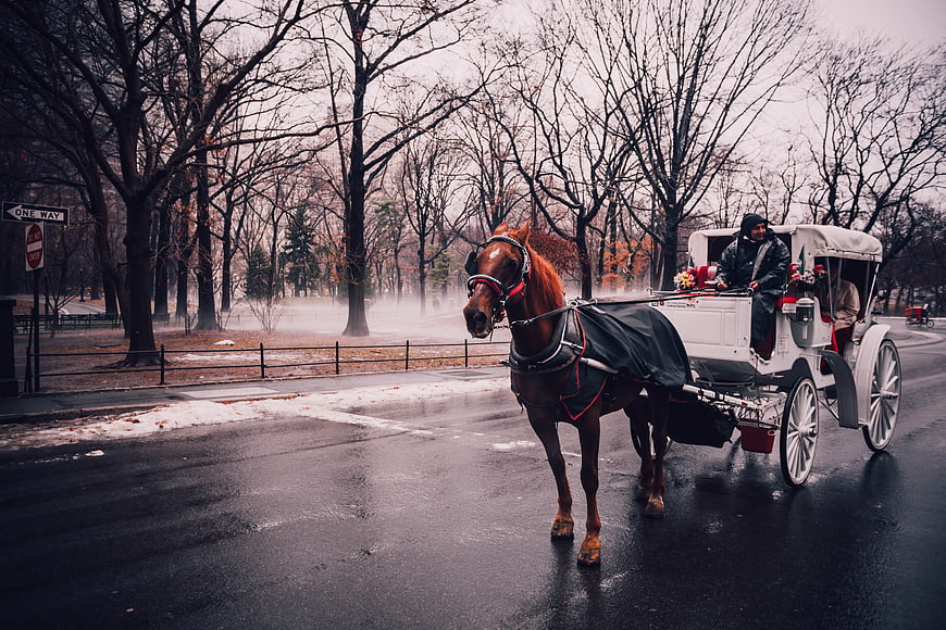 Horse-drawn carriage ride in a misty winter park