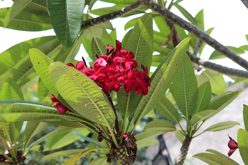 Vibrant Red Plumeria Flowers on Tropical Tree Branch