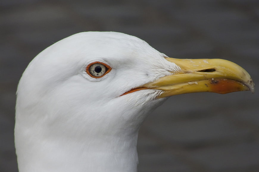 Close-up portrait of a seagull head with yellow beak
