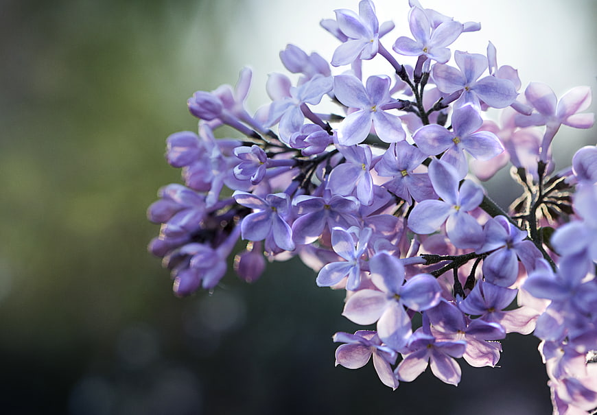 Close-up of purple lilac flowers with blurred background