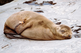 Sleeping Sea Lion with Tag on Rocky Coast