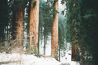 Majestic Redwood Trees in Snowy Winter Forest
