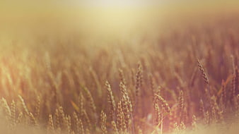 Golden wheat field with soft sunlight and shallow depth of field