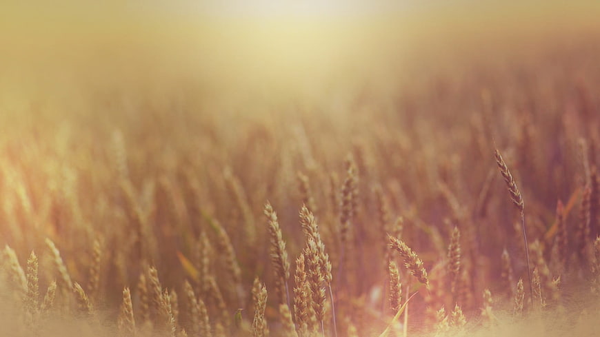 Golden wheat field with soft sunlight and shallow depth of field