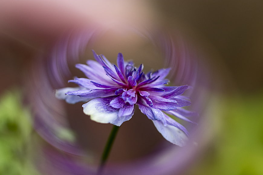 Abstract purple flower with swirling motion blur background