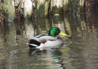 Male Mallard Duck Swimming in Pond with Wooden Background