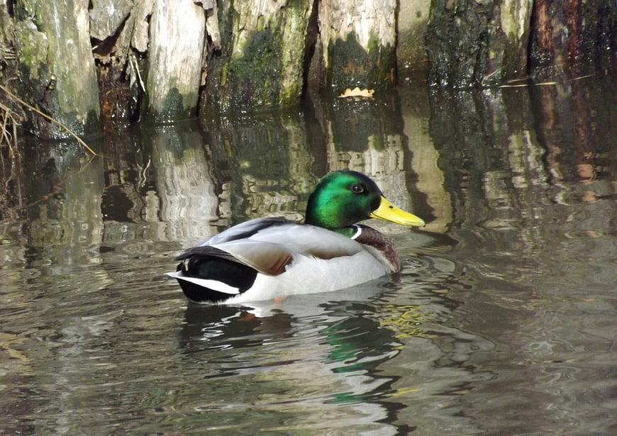 Male Mallard Duck Swimming in Pond with Wooden Background