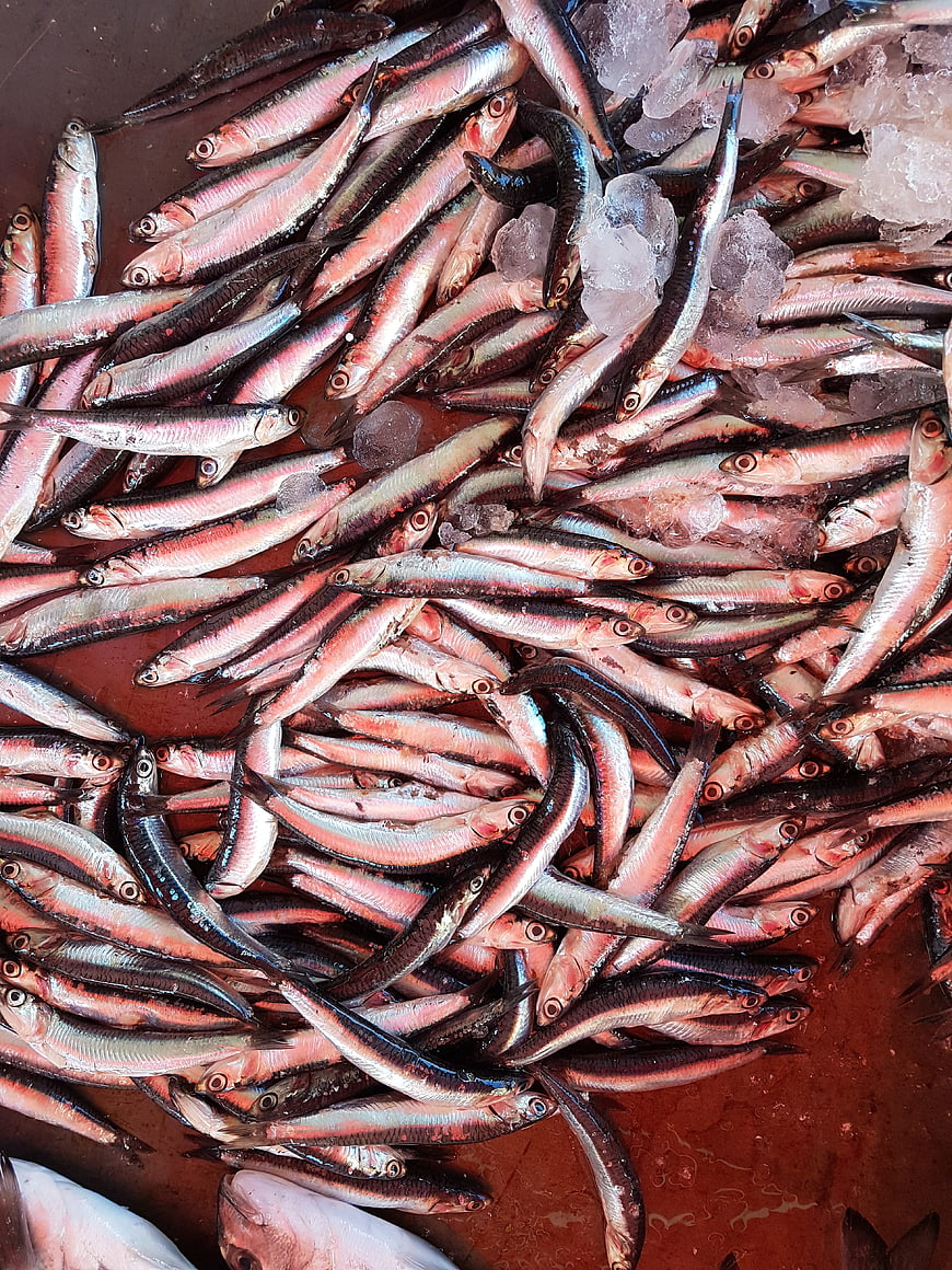 Fresh small fish on ice at a seafood market