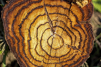 Close-up of tree stump cross-section with growth rings