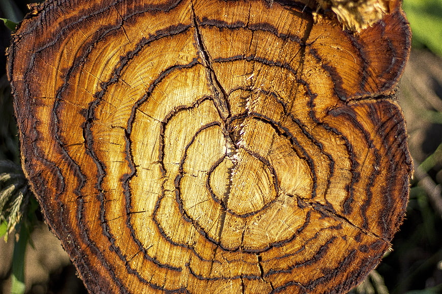 Close-up of tree stump cross-section with growth rings