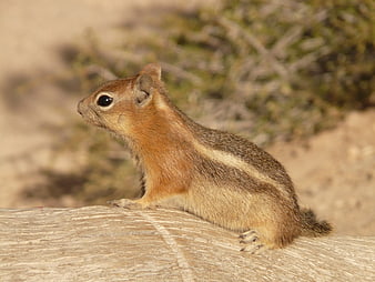 Cute chipmunk sitting on a wooden log in nature