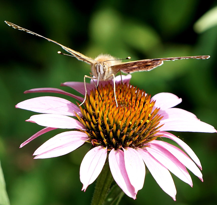 Butterfly on Pink Coneflower in Garden