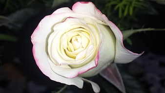 Close-up of white rose with pink edges