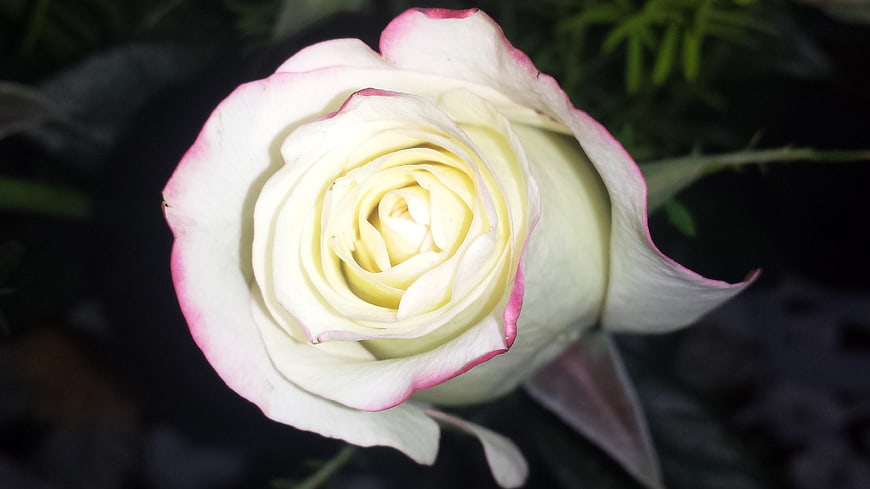 Close-up of white rose with pink edges