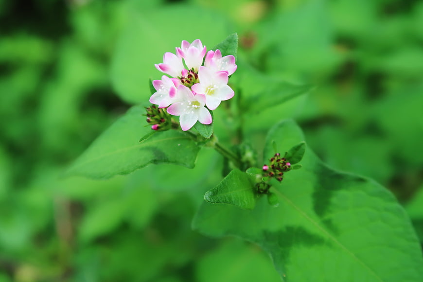 Pink and White Knotweed Flower Close-Up