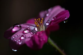 Macro photography of pink flower with water droplets