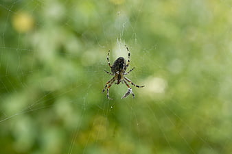 Garden Spider on Web with Captured Prey